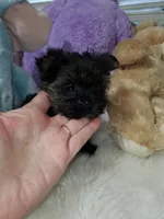 Tiny Pipa, a female Yorkshire Terrier for sale in Orlando, FL – 1 of 5