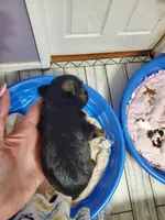 Pipa, a female Yorkshire Terrier for sale in Orlando, FL – Photo 2 of 4