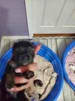 Pipa, a female Yorkshire Terrier for sale in Orlando, FL – Photo 3 of 4