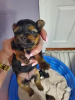 Pipa, a female Yorkshire Terrier for sale in Orlando, FL – Photo 4 of 4