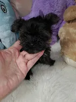 Tiny Pipa, a female Yorkshire Terrier for sale in Orlando, FL – 3 of 5