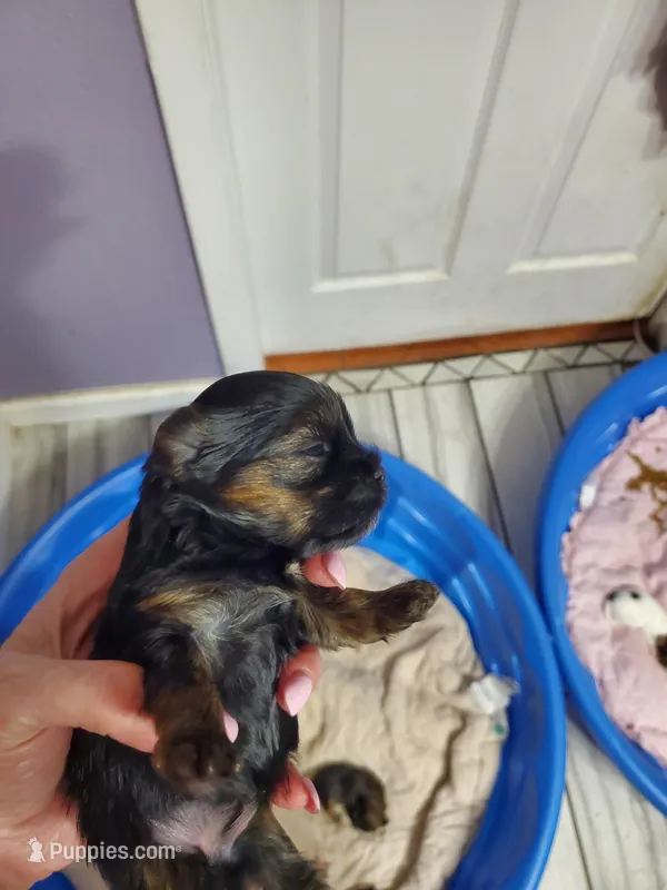 Pipa – Yorkshire Terrier puppy for sale in Orlando, FL