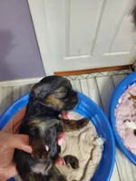 Pipa, a female Yorkshire Terrier for sale in Orlando, FL – Photo 1 of 4