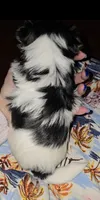 Baby boy, a male Biewer for sale in Orlando, FL – 4 of 5