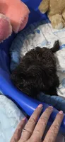 Little Biscuit, a male Yorkshire Terrier for sale in Orlando, FL – 2 of 10
