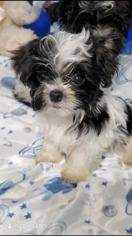 Teeny Peanut – Biewer puppy for sale in Orlando, FL