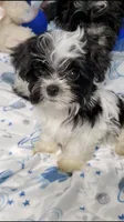 Teeny Peanut, a male Biewer for sale in Orlando, FL – 1 of 4