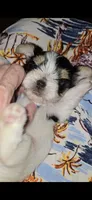 Baby boy, a male Biewer for sale in Orlando, FL – 5 of 5
