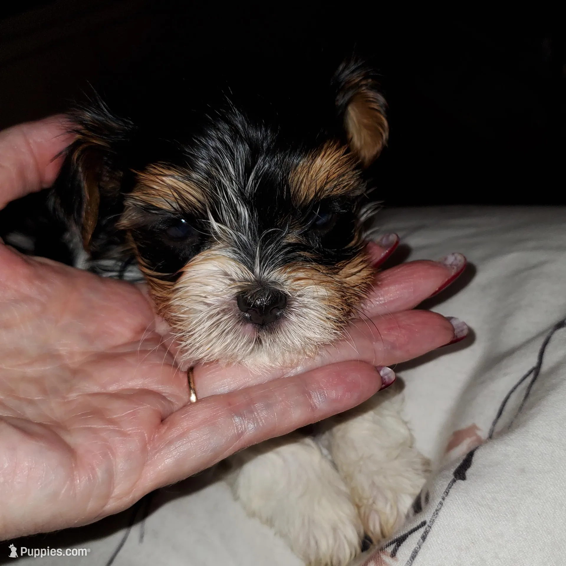 Tater tot tiny, a male Biewer for sale in Orlando, FL – Photo 4 of 4