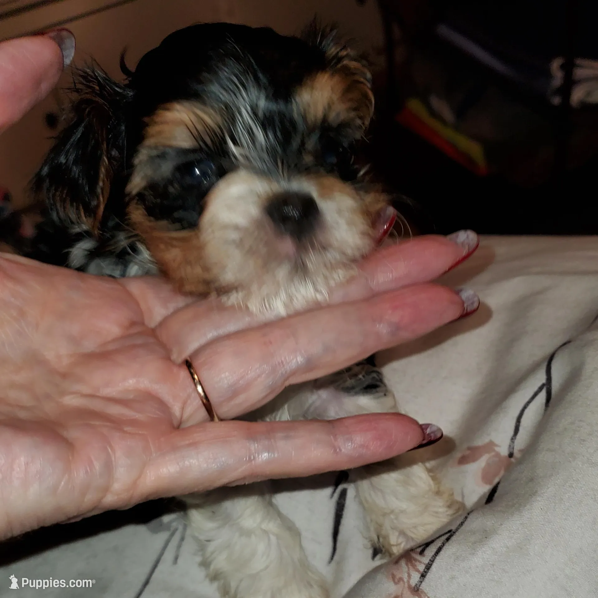Tater tot tiny, a male Biewer for sale in Orlando, FL – Photo 1 of 4