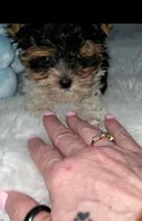 Tiny boy, a male Biewer for sale in Orlando, FL – Photo 5 of 10