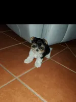 Tiny boy, a male Biewer for sale in Orlando, FL – Photo 6 of 10