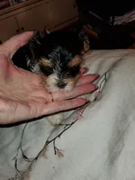 Tater tot tiny, a male Biewer for sale in Orlando, FL – Photo 2 of 4