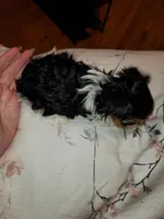 Tater tot tiny, a male Biewer for sale in Orlando, FL – Photo 3 of 4