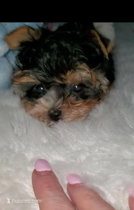 Tiny boy – Biewer puppy for sale in Orlando, FL