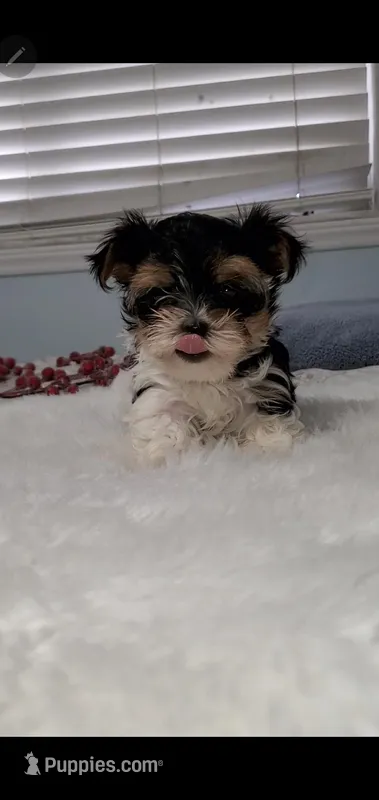Tater tot tiny – Biewer puppy for sale in Orlando, FL