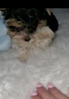 Tiny boy, a male Biewer for sale in Orlando, FL – Photo 8 of 10