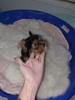 Teacup 3lb adult weight, a female Yorkshire Terrier for sale in Orlando, FL – 3 of 3