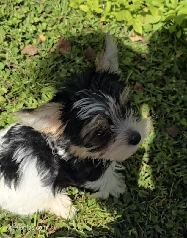 Baby boy – Biewer puppy for sale in Orlando, FL