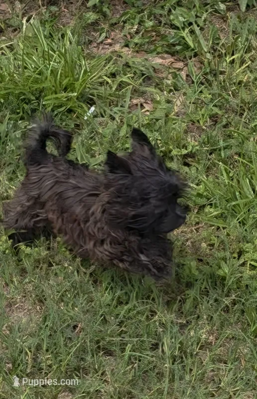 Little Biscuit – Yorkshire Terrier puppy for sale in Orlando, FL