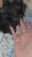 Tiny Pipa, a female Yorkshire Terrier for sale in Orlando, FL – 2 of 2