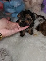 Brianna , a female Yorkshire Terrier for sale in Orlando, FL – 3 of 3