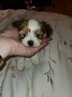 Noah, a male Morkie for sale in Orlando, FL – Photo 1 of 5