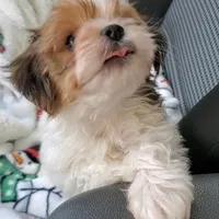 Noah, a male Morkie for sale in Orlando, FL – Photo 1 of 5