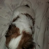 Noah, a male Morkie for sale in Orlando, FL – Photo 5 of 5