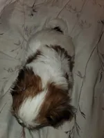 Noah, a male Morkie for sale in Orlando, FL – Photo 4 of 5