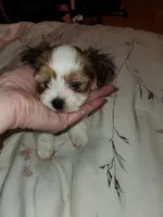 Noah, a male Morkie for sale in Orlando, FL – Photo 2 of 5