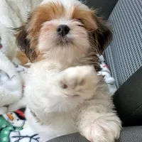 Noah, a male Morkie for sale in Orlando, FL – Photo 2 of 5