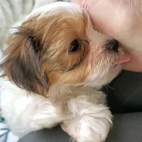 Noah, a male Morkie for sale in Orlando, FL – Photo 4 of 5