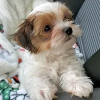 Noah, a male Morkie for sale in Orlando, FL – Photo 3 of 5