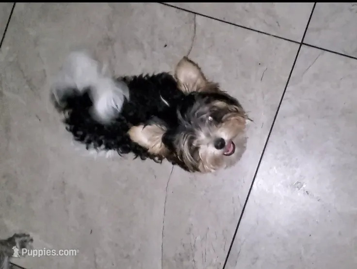 Tiny boy – Biewer puppy for sale in Orlando, FL