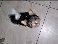 Tiny boy, a male Biewer for sale in Orlando, FL – 1 of 2