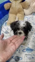 Teeny Peanut, a male Biewer for sale in Orlando, FL – 2 of 4