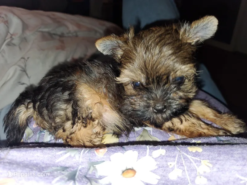 Micro teacup Cali – Yorkshire Terrier puppy for sale in Orlando, FL