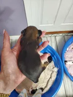 Cali, a female Yorkshire Terrier for sale in Orlando, FL – Photo 3 of 3