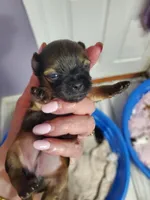 Cali, a female Yorkshire Terrier for sale in Orlando, FL – Photo 2 of 3