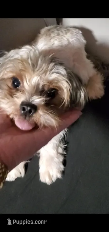 Thor – Biewer puppy for sale in Orlando, FL