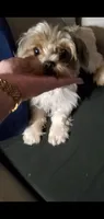 Thor, a male Biewer for sale in Orlando, FL – 2 of 4