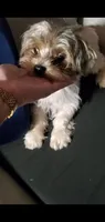 Thor, a male Biewer for sale in Orlando, FL – 4 of 4