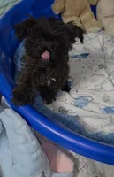 Little Biscuit, a male Yorkshire Terrier for sale in Orlando, FL – 8 of 10