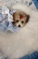 Trudy, a female Morkie for sale in Orlando, FL – 2 of 2