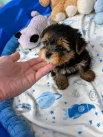 Brianna, a female Yorkshire Terrier for sale in Orlando, FL – 2 of 2