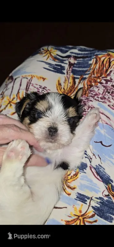 Baby boy – Biewer puppy for sale in Orlando, FL