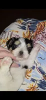 Baby boy, a male Biewer for sale in Orlando, FL – 1 of 5