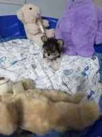 Teacup Lola, a female Biewer for sale in Orlando, FL – 3 of 3