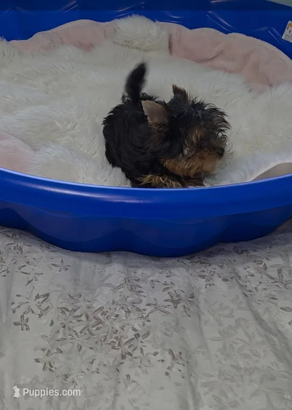 Tiny Teacup – Yorkshire Terrier puppy for sale in Orlando, FL